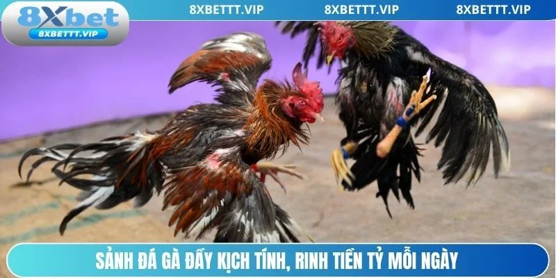 Khám phá sảnh đá gà hấp dẫn, cơ hội rinh tiền tỷ